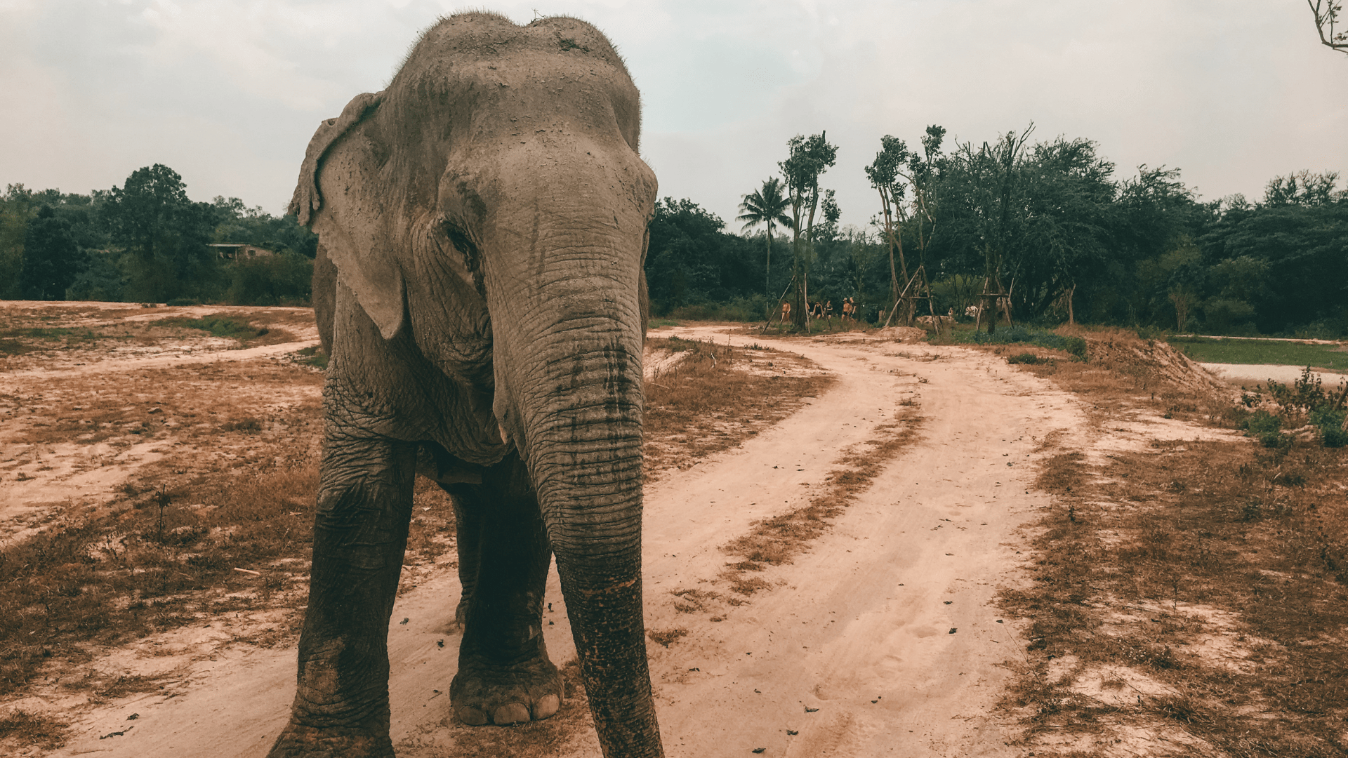 Amazing Elephant Sanctuary Near Bangkok, Thailand