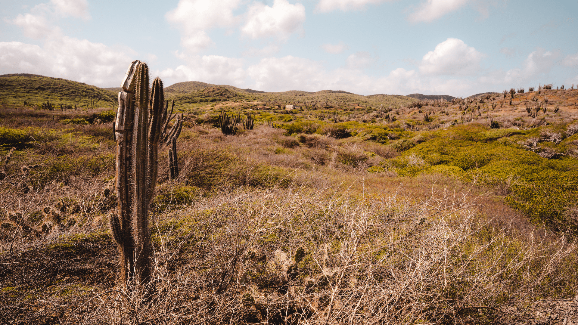 One Day Curaçao To Do List: Ultimate Cruise Port Road Trip
